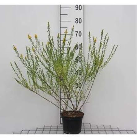 Genista tinctoria - Flügel-Ginster 30-40 cm Container