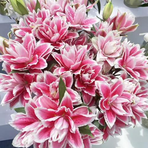 semillas lirios - raras - resistentes al invierno para resistentes para el jardín de jardín interior 50pcs
