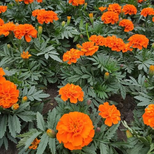 ringelblumensamen bio, gartenpflanzen exotische seltene zimmerpflanzen steingarten gewächshaus 1200pcs