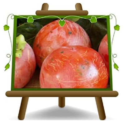 Araignée Kaki Arbres fruitiers Hauteur: 180~200 cm Âge: 4 années Pot: 22-24 cm