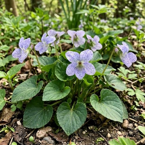 Bedwen Viola sororia 'Dark Freckles' Plug Plant x3 – Unique Speckled Blue Flowers for Shade, Woodland Edges & Spring Interest
