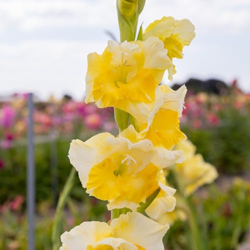 Gladiole Buggy | 10 Stück | Knolle | Schnittblume | Gelb | Weiß | 100% Blütegarantie | QFB Gardening