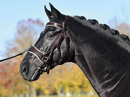 Busse