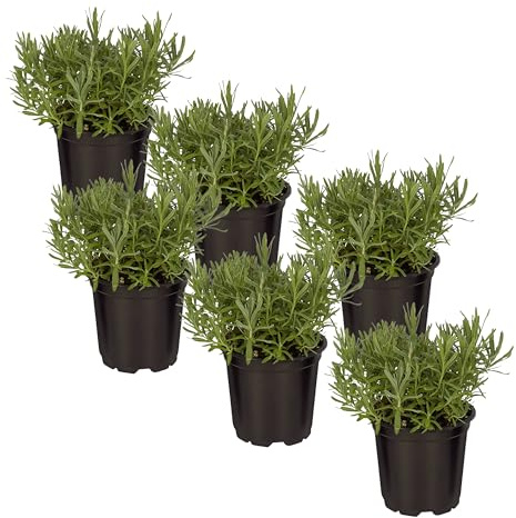 Live Aromatic and Edible Herb - Lavender (6 Per Pack), Natural Sleep Enhancer, 6 Tall by 4 Wide in 1 Pint Pot