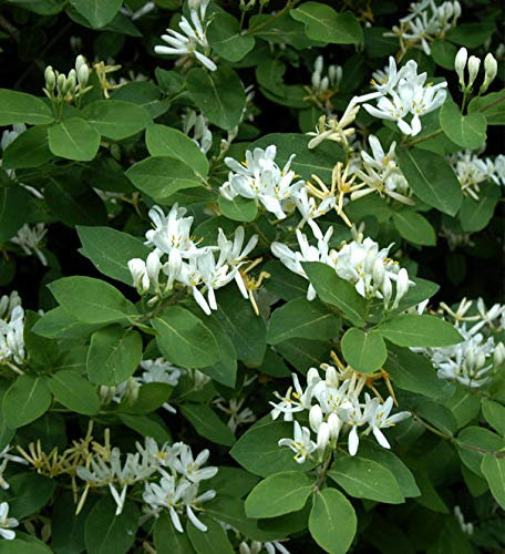 Gemeine Heckenkirsche 80-100cm - Lonicera xylosteum - lebende Gartenpflanze aus den Baumschulen