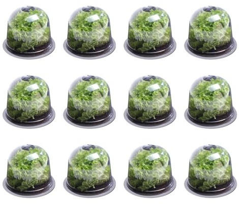 IDMarket - Cloche à salades x12 Serre de Protection pour Plants