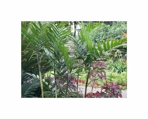 Pcs - 10x Chamaedorea Seifrizii - Seifriz's Bamboo Palm Palms Plants - Seeds ID1640 & Plants Shop by Ipsa