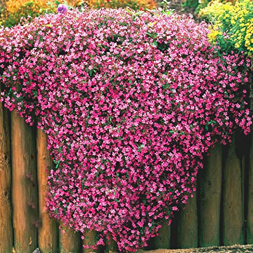 Soapwort 800 Seeds Tumbling Ted + Freebie + Plant tag Saponaria Trailing, Pink