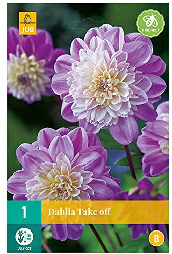 Jub - 1 bulbe Dahlia Take Off