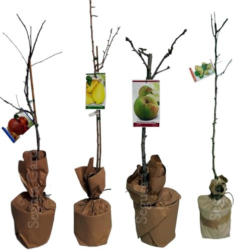 Pack de 4 plantas arboles frutales de 80-100 cm. Cerezo, Manzano, Melocotonero y Peral. Cosecha y cultiva tus propias frutas cerezo, manzano, melocotonero y pera.