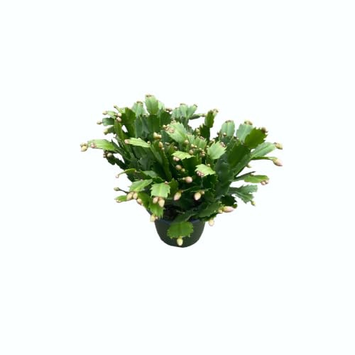 Schlumbergera o Cactus de Navidad la Planta de Interior Que No Necesita Mucho Cuidado