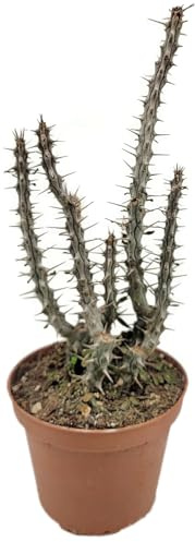 Fangblatt - Alluaudia procera - Madagaskar-Oktotillo im Ø 10 cm Topf - Exotische Rarität für Sukkulenten-Liebhaber