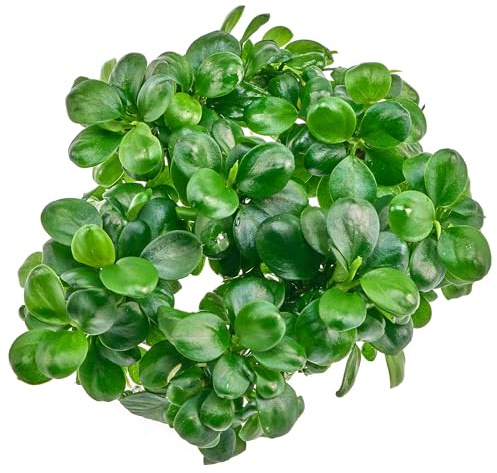 Anubias barteri var. nana - Mini Coin - in vitro - im 5,5-cm-Becher | Kompakte Aufsitzerpflanze mit runden Blättern für Wurzeln und Steine, langsam wachsend und ideal für detailreiche Aquascapes.