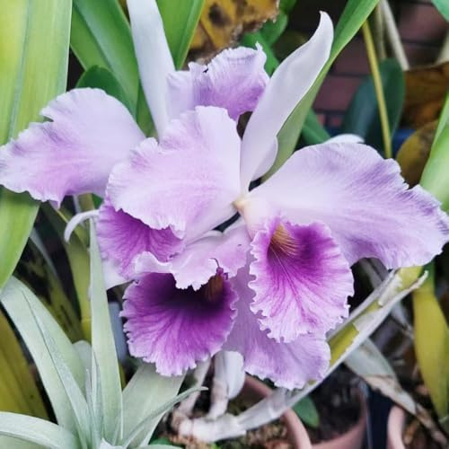 Semillas de orquídeas Cattleya invernadero balcón prado de semillas perenne resistente macetas jardín interior perennes resistentes Las jardín 600pcs