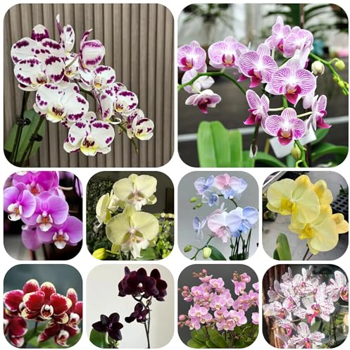 semi di orchidee phalaenopsis - decorazione del soggiorno balcone 300pcs