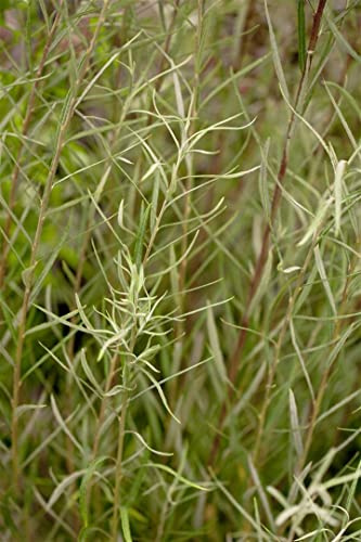Salix rosmarinifolia 40–60 cm – Winterhart, Mehrjährig, Pflegeleicht – Rosmarin-Weide – Zierstrauch für Garten & Teichrand