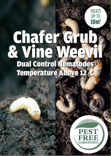 Pest Free Gardening Vine Weevil & Chafer Grub DUAL Control Nematodes Natural Organic Weevil Killer | 12+ degrees | (10sqm)