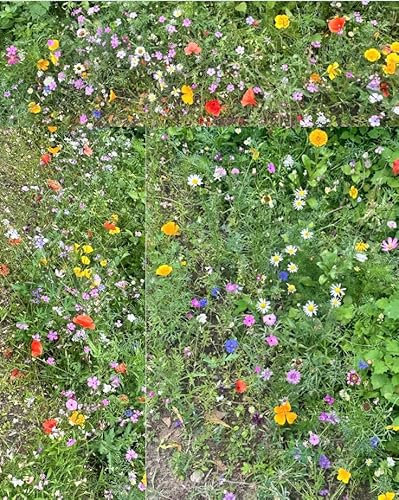 100% Pure Dwarf Wild Flower Seeds, No Grass, No Fillers, Poppy, Daisy, Meadow Mix, UK Company 10g