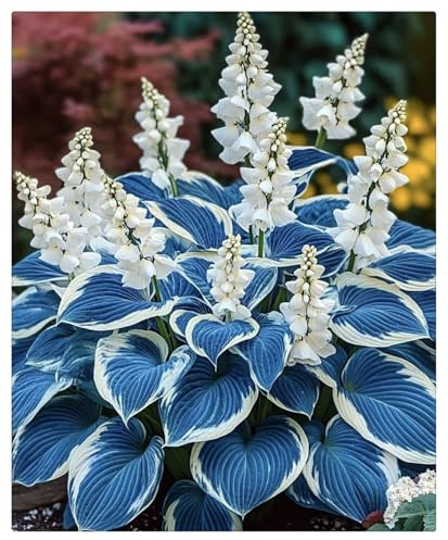 Hosta Bulbi- Resistenti al freddo e alla siccità,Bulbi di Hosta-4 Bulbi-I