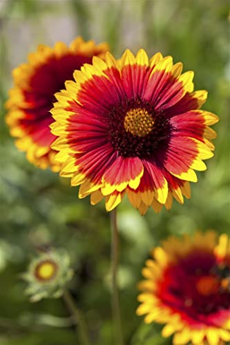 Gaillardia x grandiflora 'Arizona Sun' 9x9 cm Topf – Winterhart, Mehrjährig, Pflegeleicht – Kokardenblume – Staude für Beet & Kübel