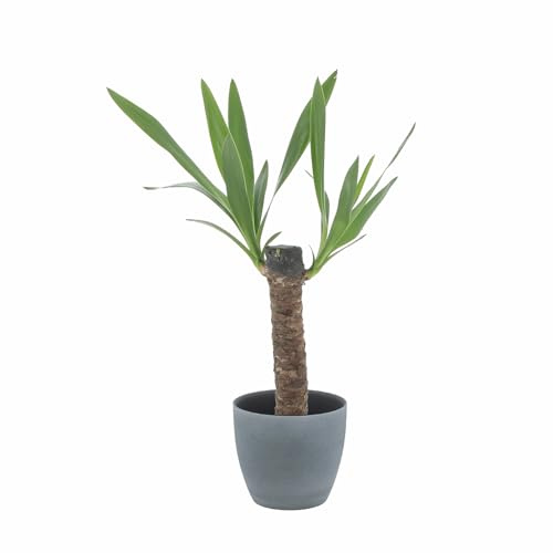 KENTIS - Yucca - Tronchetto della Felicità - Piante Vere Grasse Succulente da Interno - Pianta Ornamentale Resistente da Appartamento - H 50-60 cm Vaso Ø 14 cm