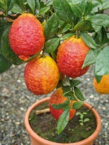 Limone Rosso, Citrus Limonimedica Pigmentata, Pianta in Vaso ø 22 cm, Pianta Agrumi di Sicilia, Vivaio di Castelletto