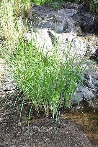 Hohes Zypergras (Cyperus longus) 25 Samen