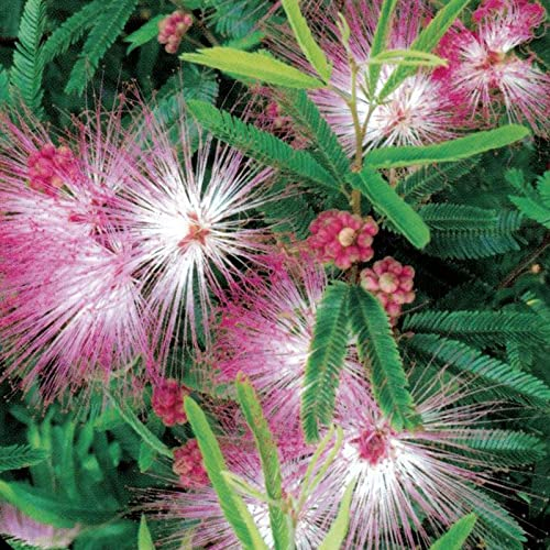 Calliandra surinamensis/Rosa Puderquastenstrauch 'Dixie Pink'