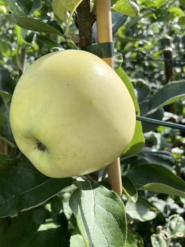 Säulenapfel Präsident, Säulen Apfelbaum, Яблоня колоновидная Президент