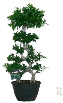 Fresh Plants Zimmerpflanzen -Ficus microcarpa ‘Mega Bonsai’ XXL - Topf Ø 35 cm - Höhe ca. 115 cm