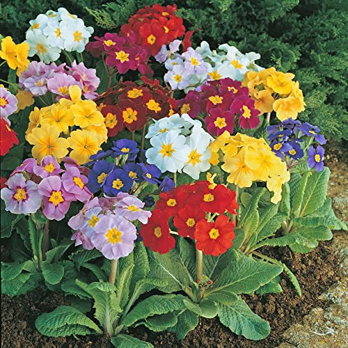 Polyanthus 'Large Flowered Mixed' Primula Spring Flowering Hardy Perennial Multi-Coloured Blooms Easy to Grow Your Own Outdoor Garden Flower Plants (Approx. 80 Seeds) by Thompson and Morgan