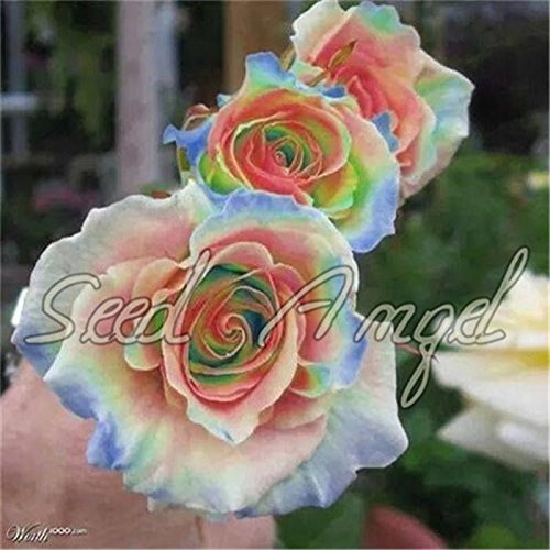 Plantes grimpantes Rosa Polyantha Rose Graines de fleurs chinoises Graines de rosier grimpant Paquet de 100 graines