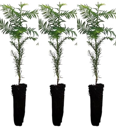 Pack de 3 Plantas !!! natural Sequoia Sempervirens. Conífera Gigante. En cepellón y Altura 25 – 30 cm. Segura Garden