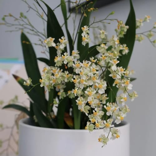 Semi di orchidea Oncidium - decorazione del soggiorno Oncidium hybridum - vecchie varietà giardino di semi di selvatici da ufficio da balcone rare 50pcs