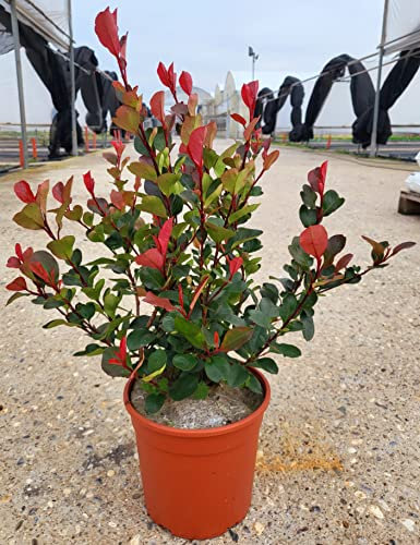 POWERS TO FLOWERS - PHOTINIA LITTLE RED ROBIN, FOTINIA NANA, 9 PIANTE, PIANTA PER SIEPE, VASO 17CM DIAMETRO, ALTEZZA MINIMA 50CM, piante vere