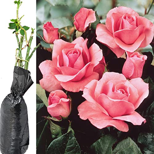 1 Fragrant Rosa Queen Elizabeth Pink Climbing English Rose Bare Rooted Bush Plant for Brighten Garden Outdoor Landscape Shrub Border Walkway Hedge