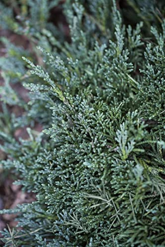 Kriech-Wacholder Juniperus horizontalis Wiltonii 20-25 cm winterhart