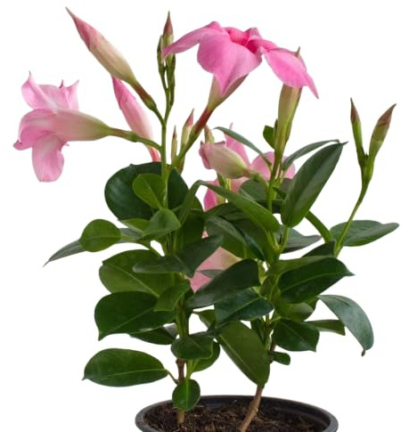 Dipladenia Trepadora Rosa Planta con Flores Naturales y Vibrantes