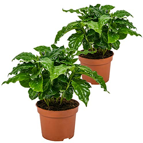Bloomique - 2er Set - Coffea Arabica - Kaffeepflanze - Pflegeleicht - Luftreinigend - Höhe 20-30 cm - Topf 12 cm