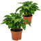 Bloomique - Juego de 2 – Coffea Arabica – Planta de café – Fácil de limpiar – Purificador de aire – Altura 20 – 30 cm – Maceta 12 cm