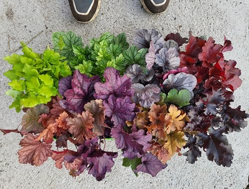 POWERS TO FLOWERS - HEUCHERA MAXI SET 8 VARIETA, VASO 12CM, piante vere