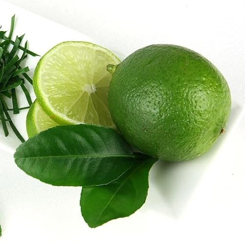 Árbol de Lima Natural Ideal para tu Huerto Cultiva la Frescura de la Naturaleza