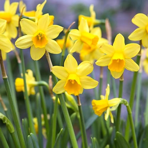 Carbeth Plants - 50 x Daffodil Tete a Tete Spring Bulbs
