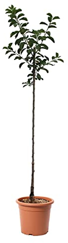 KENTIS - Pflaumenbaum Claudia Violetta - Echte Freilandpflanzen - Gartenobstbaum - Kulturtopf Ø 24 cm