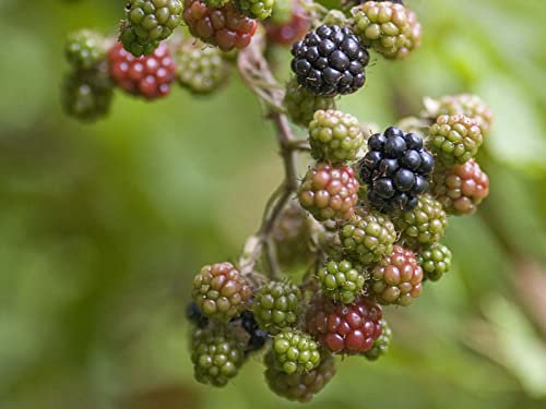 1000 Piece Jigsaw Puzzles for Adults Kids-Blackberry,berry,bush, 70x50cm