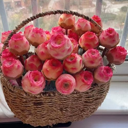 semillas de suculentas de rosa montaña, decoración jardín, perennes resistentes interior 550pcs