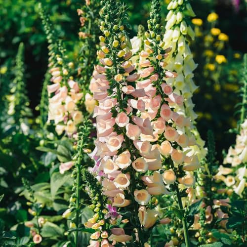 fingerhut kräuterpflanzen schnittblumen balkonpflanzen frühling wildblumen balkonblumen winterharte stauden dauerblüher pflanzenkübel bonsai topf dekopflanzen schmetterlingsflieder 25samen