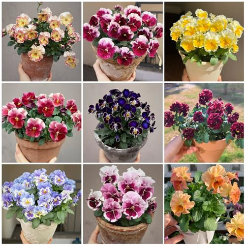 Comprar semillas de pensamientos - decorativas resistentes para jardín orgánicas de balcón silvestres, 550pcs