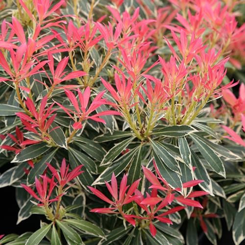 Plant Theory Flaming Silver Lily of The Valley Pieris Shrub Plant 2L Pot