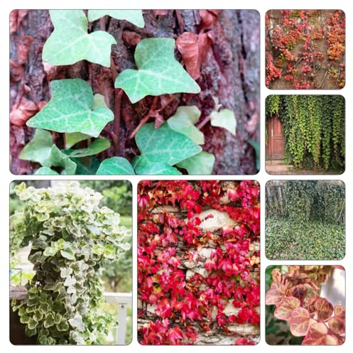semi edera - giardino interno pendenti, balcone rampicante Aiuole rialzate giardino 250pcs